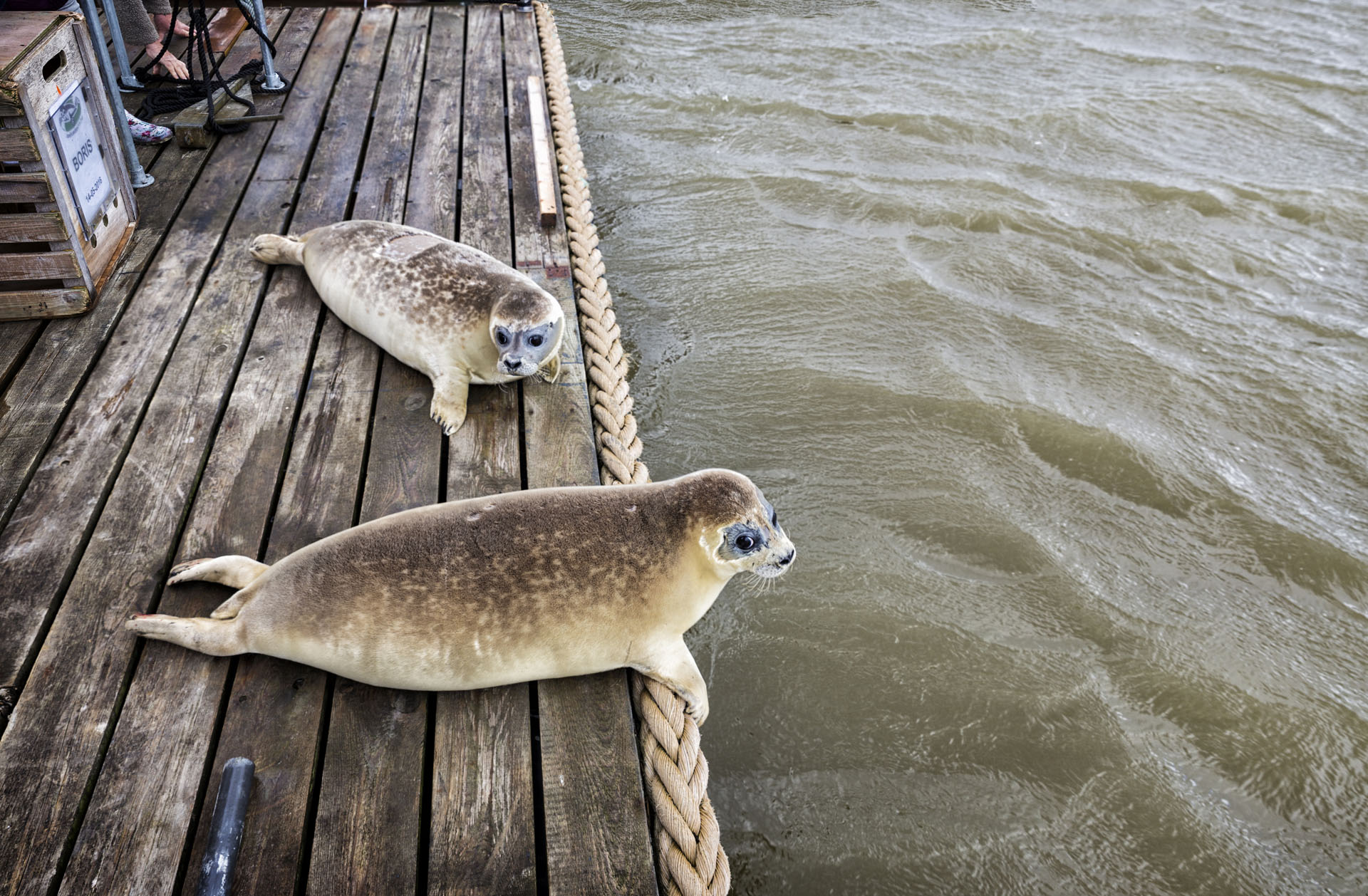 Zeehonden uitzetten op de Engelsmanplaat